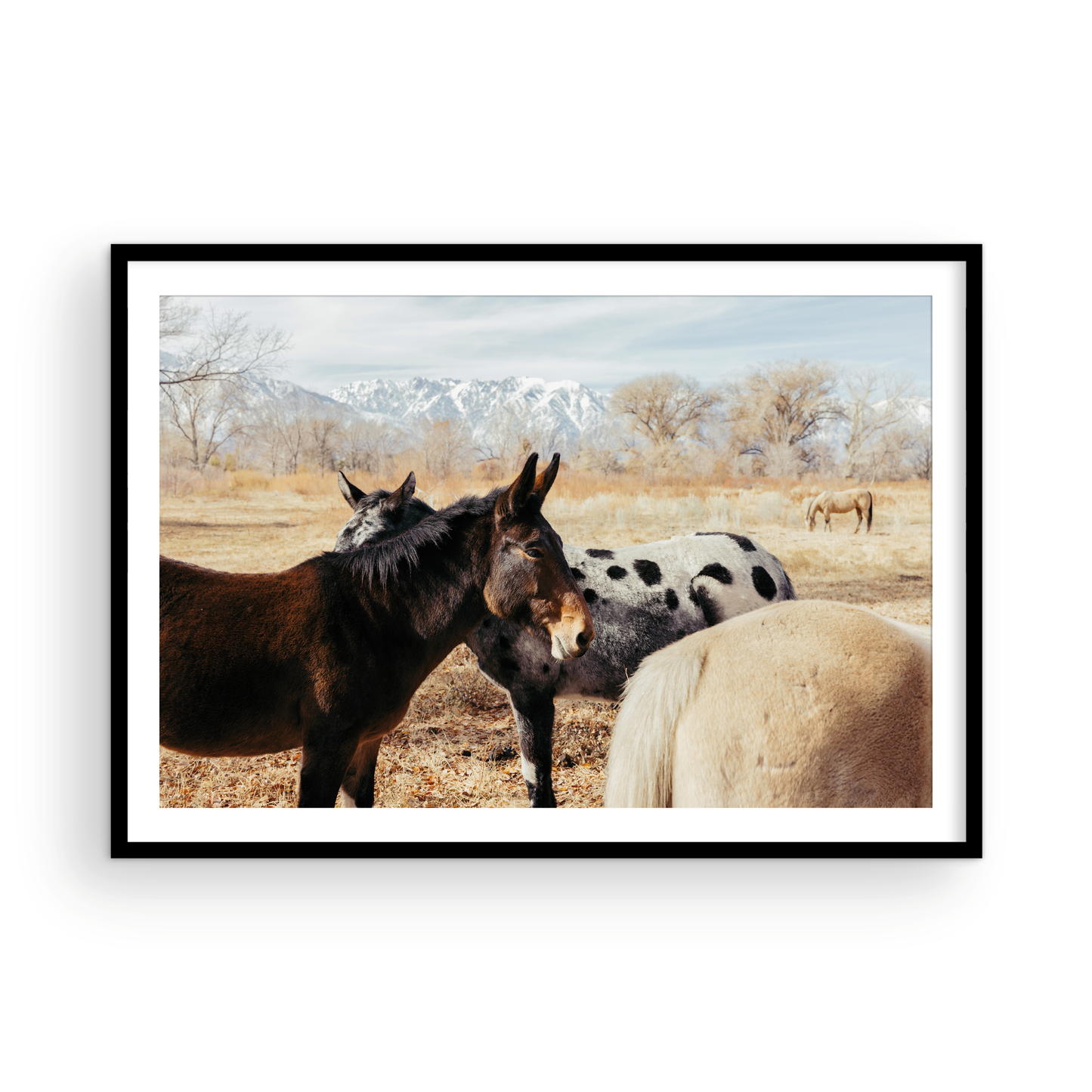 Mule Days, Three