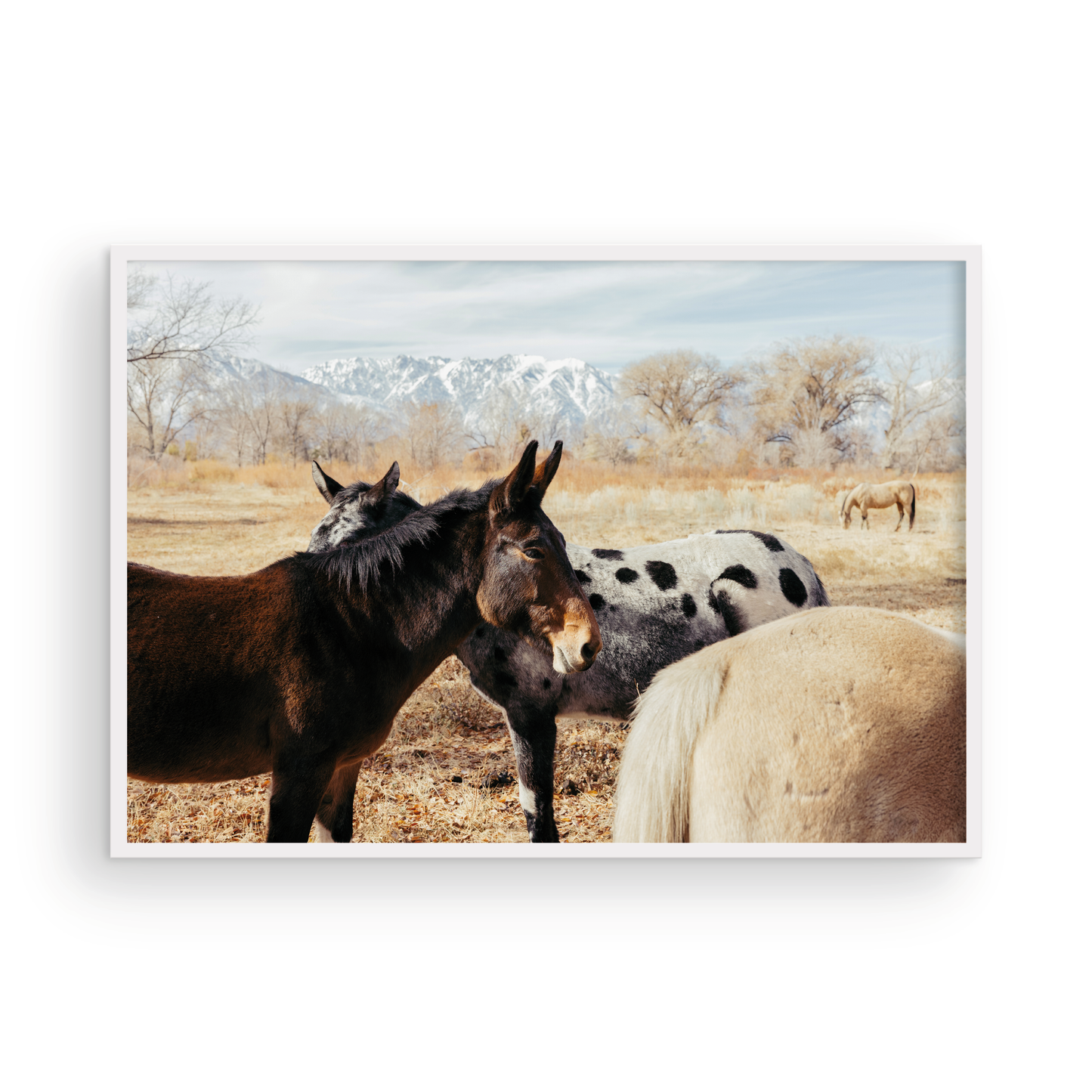 Mule Days, Three