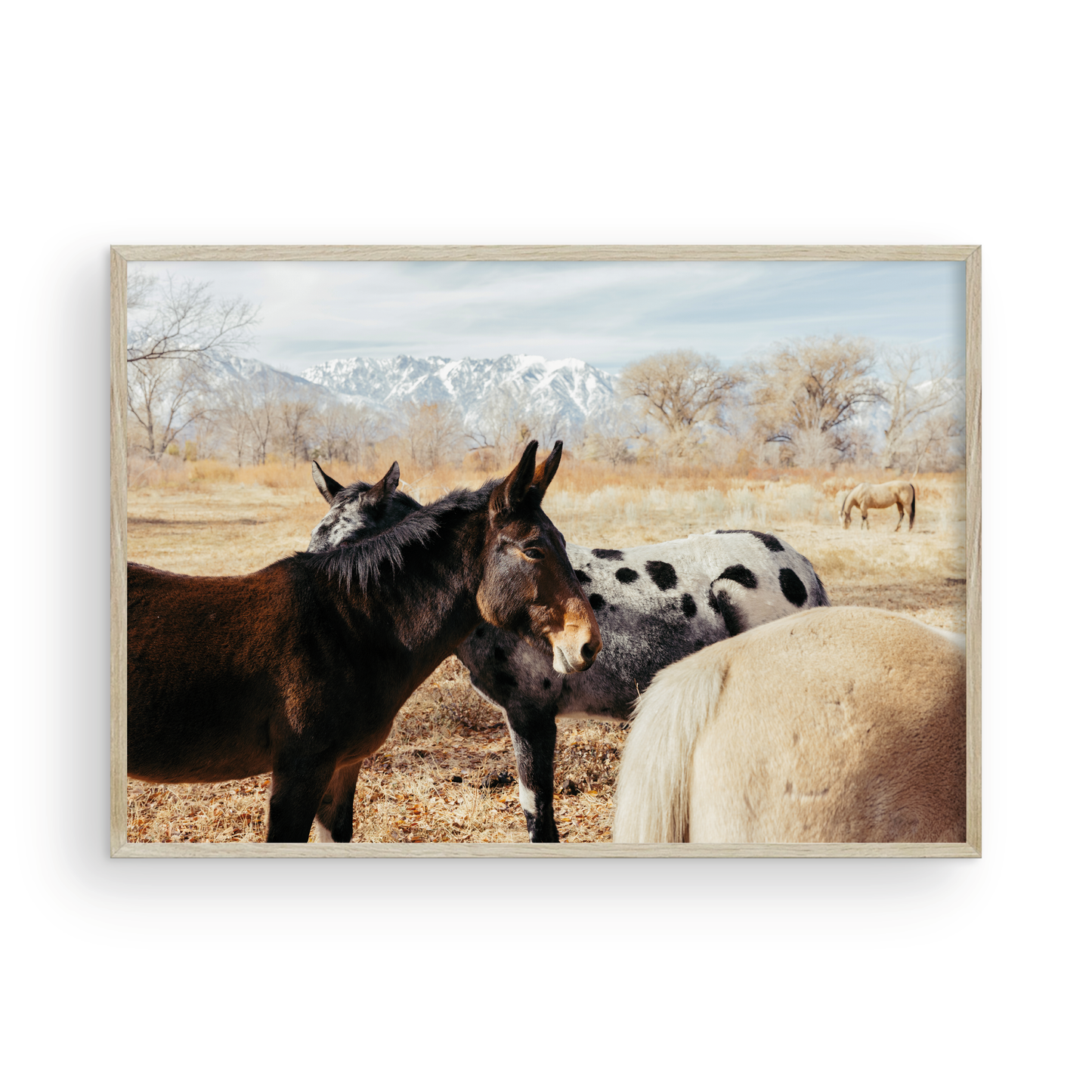 Mule Days, Three