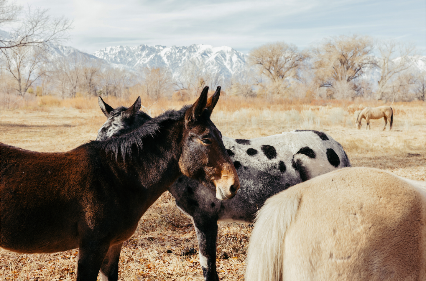 Mule Days, Three