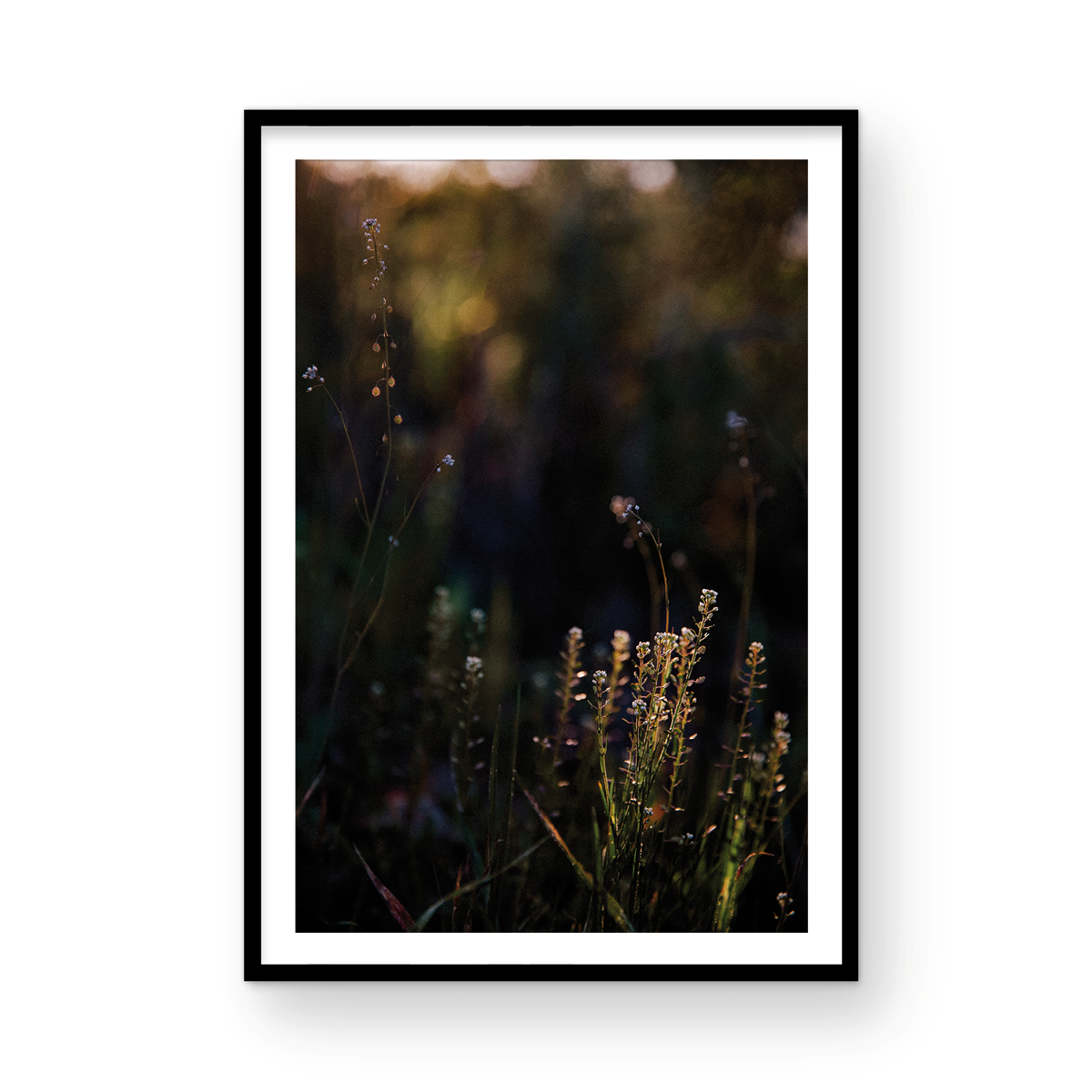 Caspers Wilderness, Six
