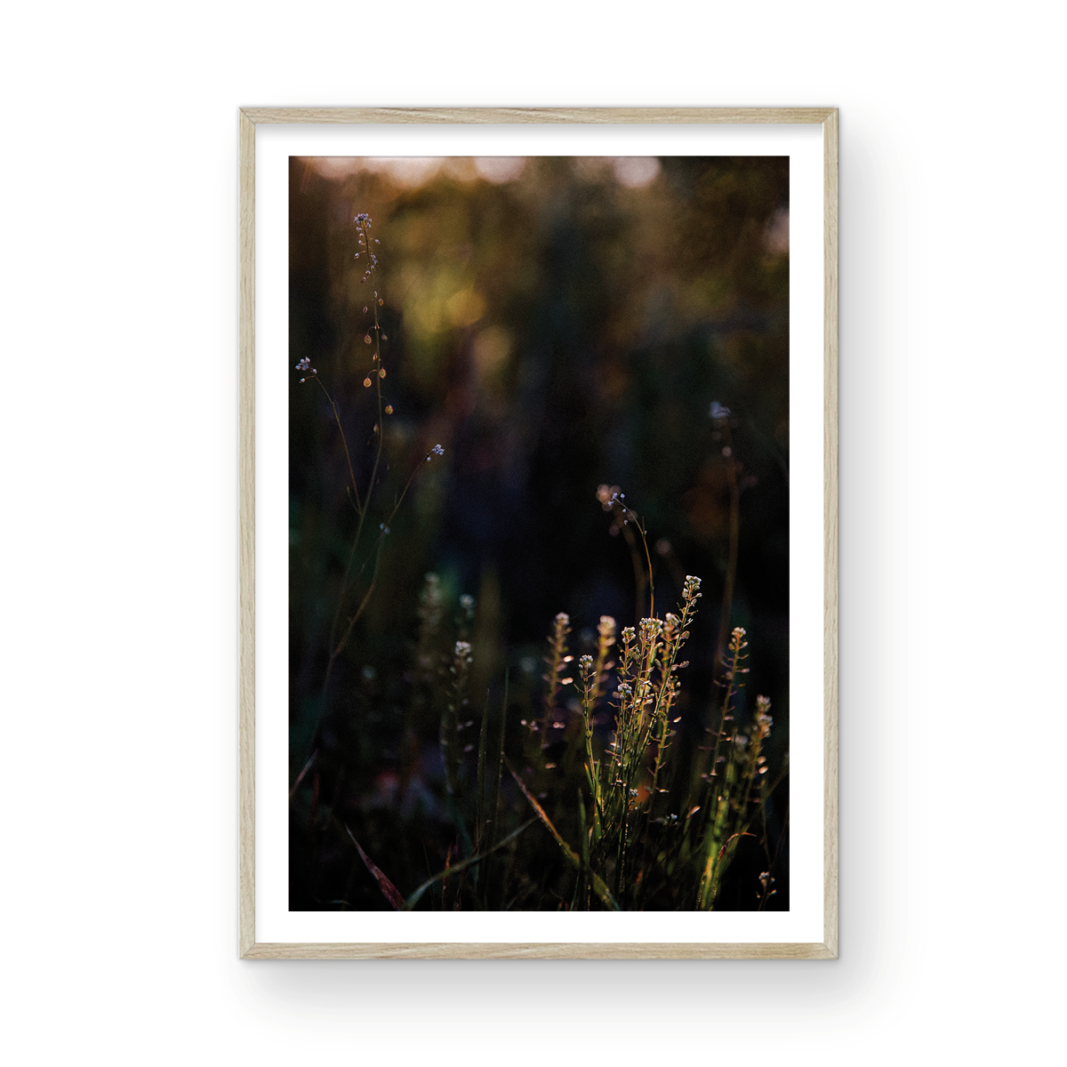 Caspers Wilderness, Six