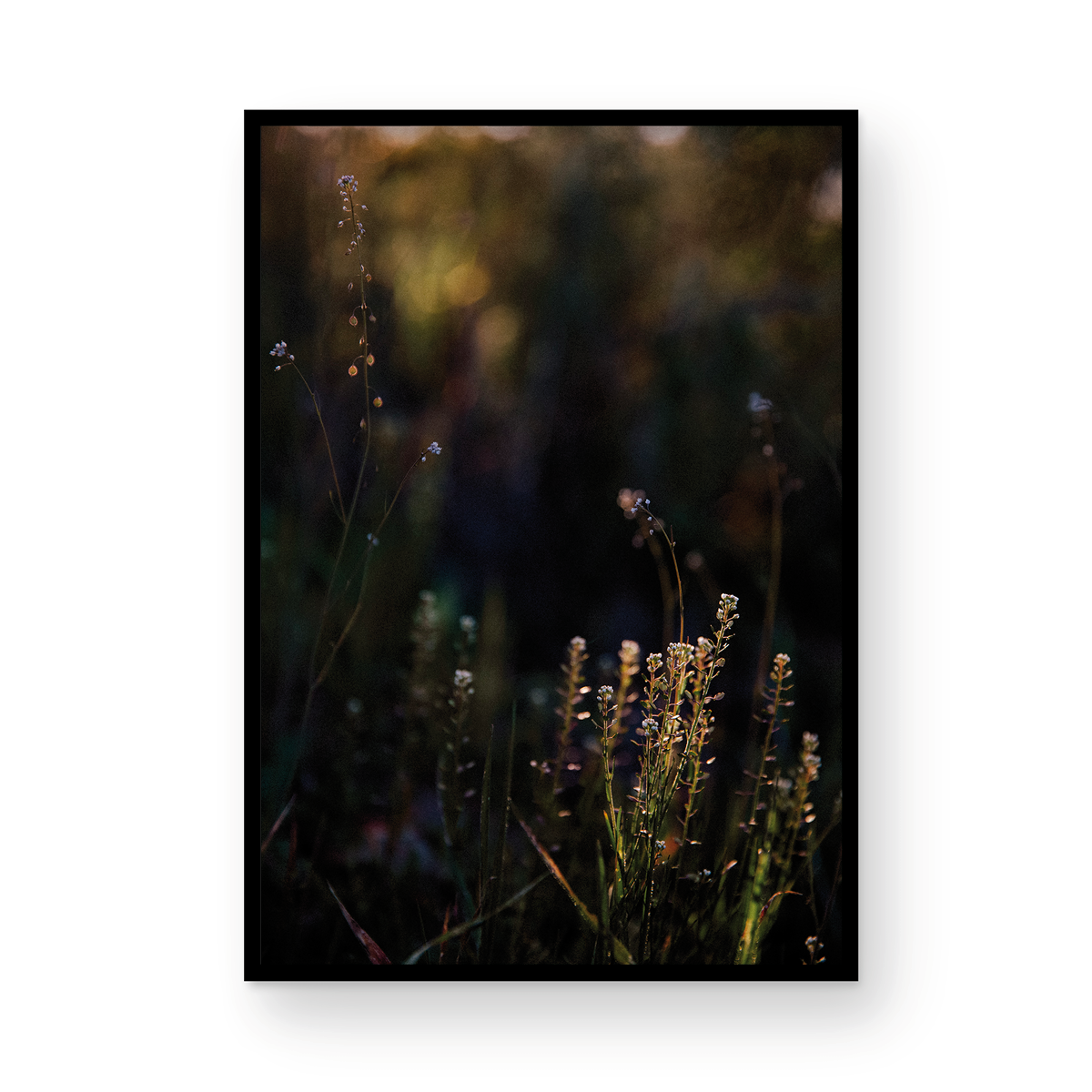 Caspers Wilderness, Six