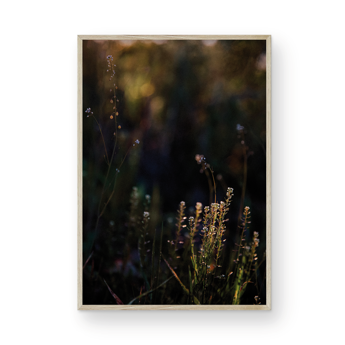 Caspers Wilderness, Six