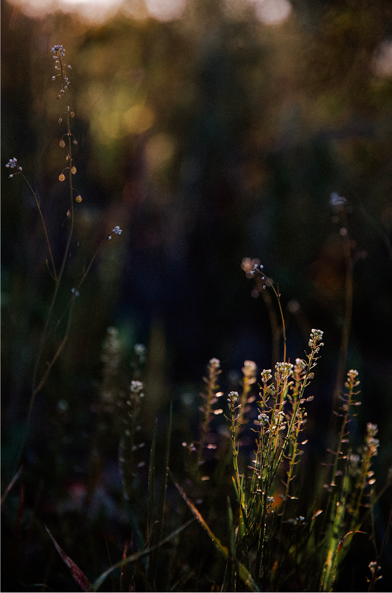 Caspers Wilderness, Six