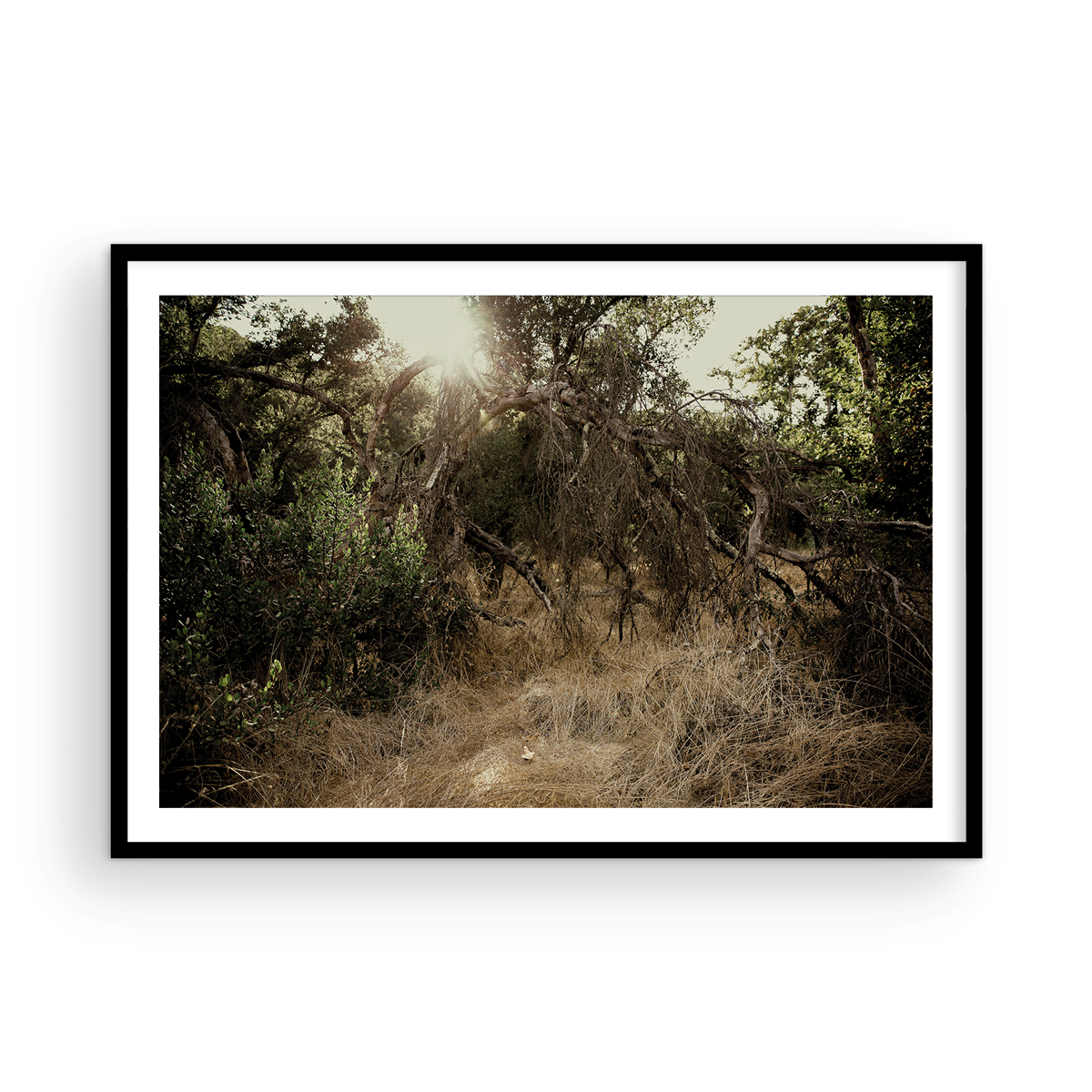 Caspers Wilderness, One