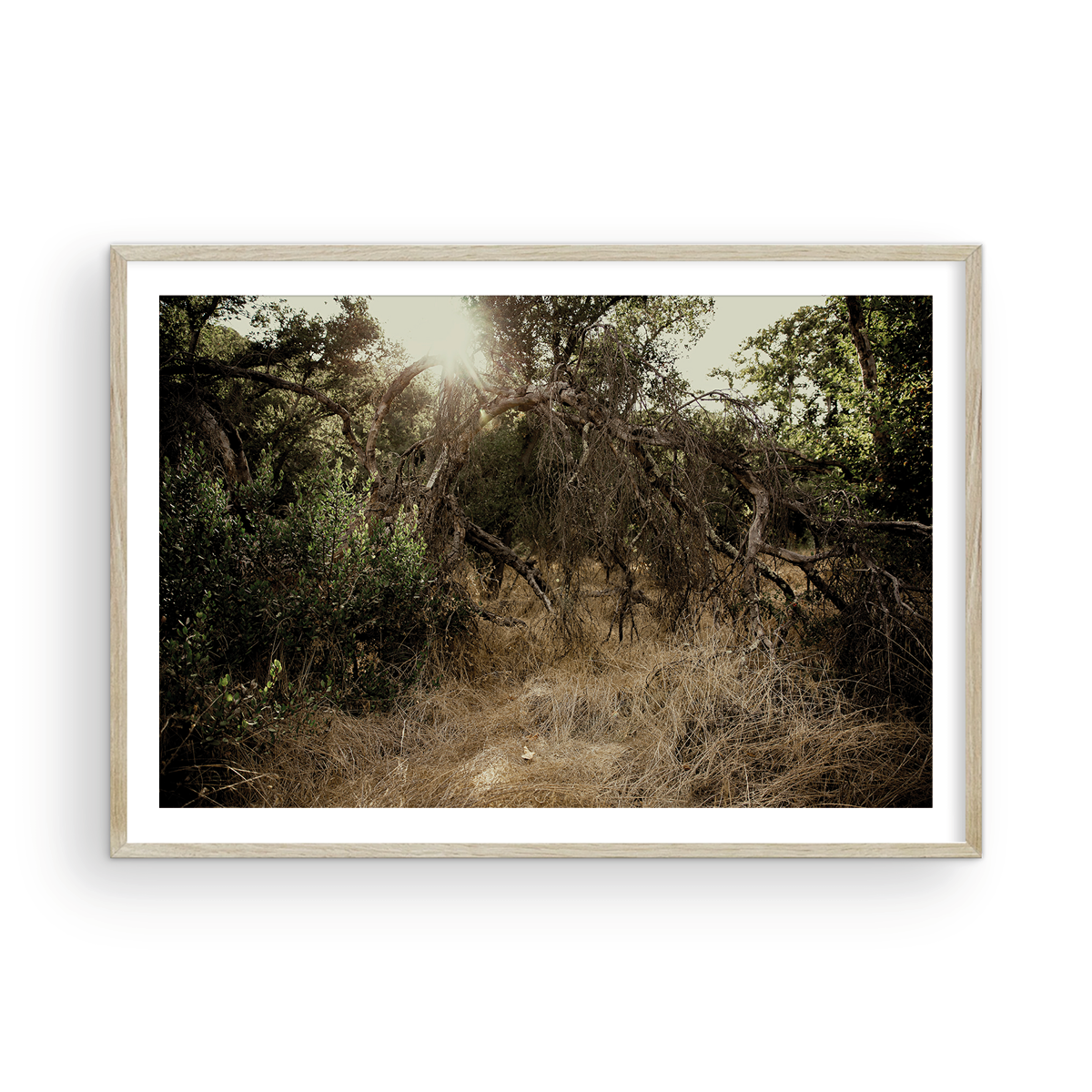Caspers Wilderness, One