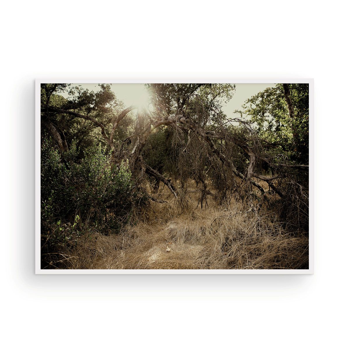 Caspers Wilderness, One