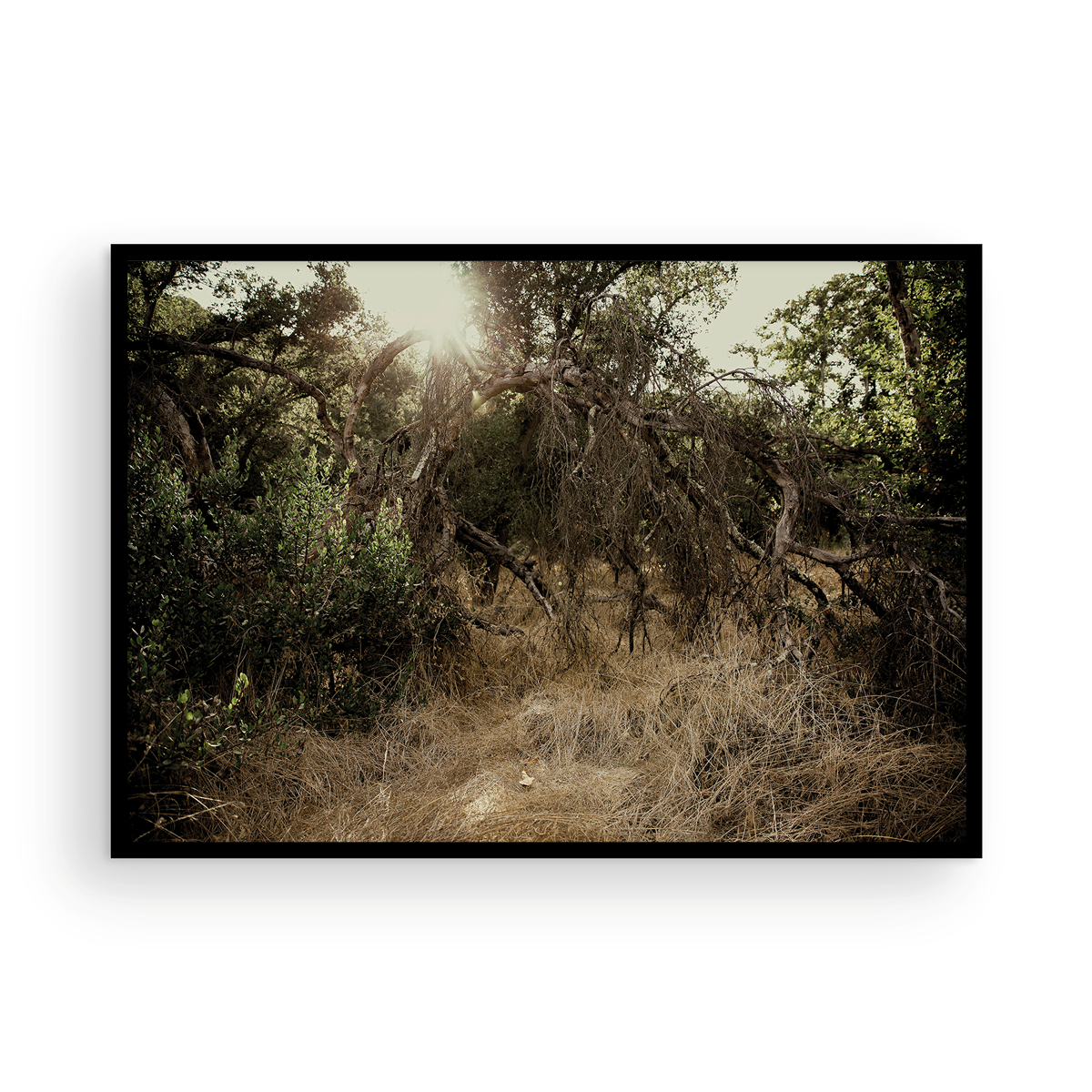 Caspers Wilderness, One