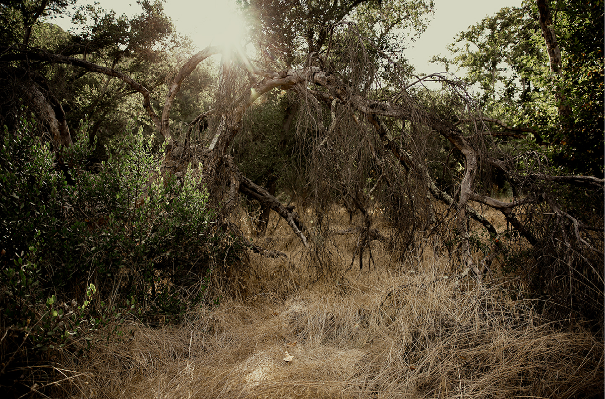Caspers Wilderness, One