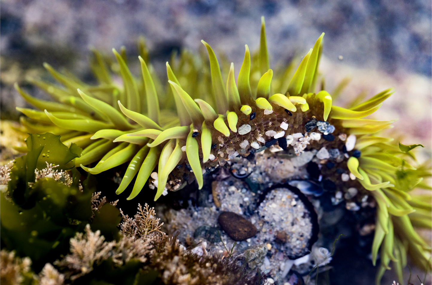 Anemone, Two