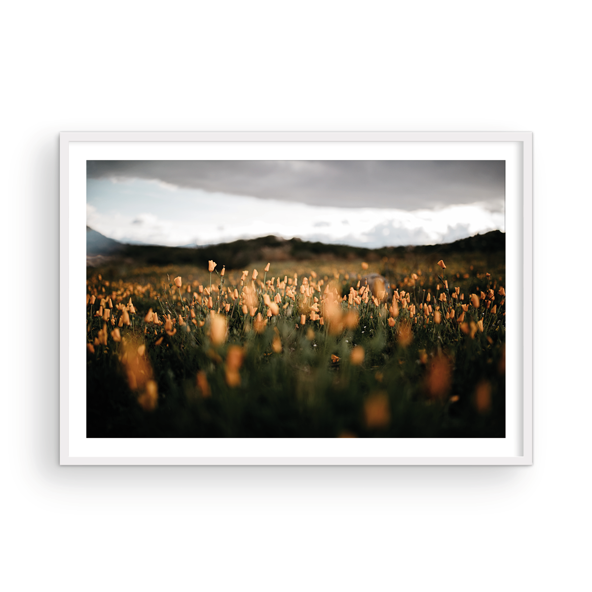 California Poppies, One