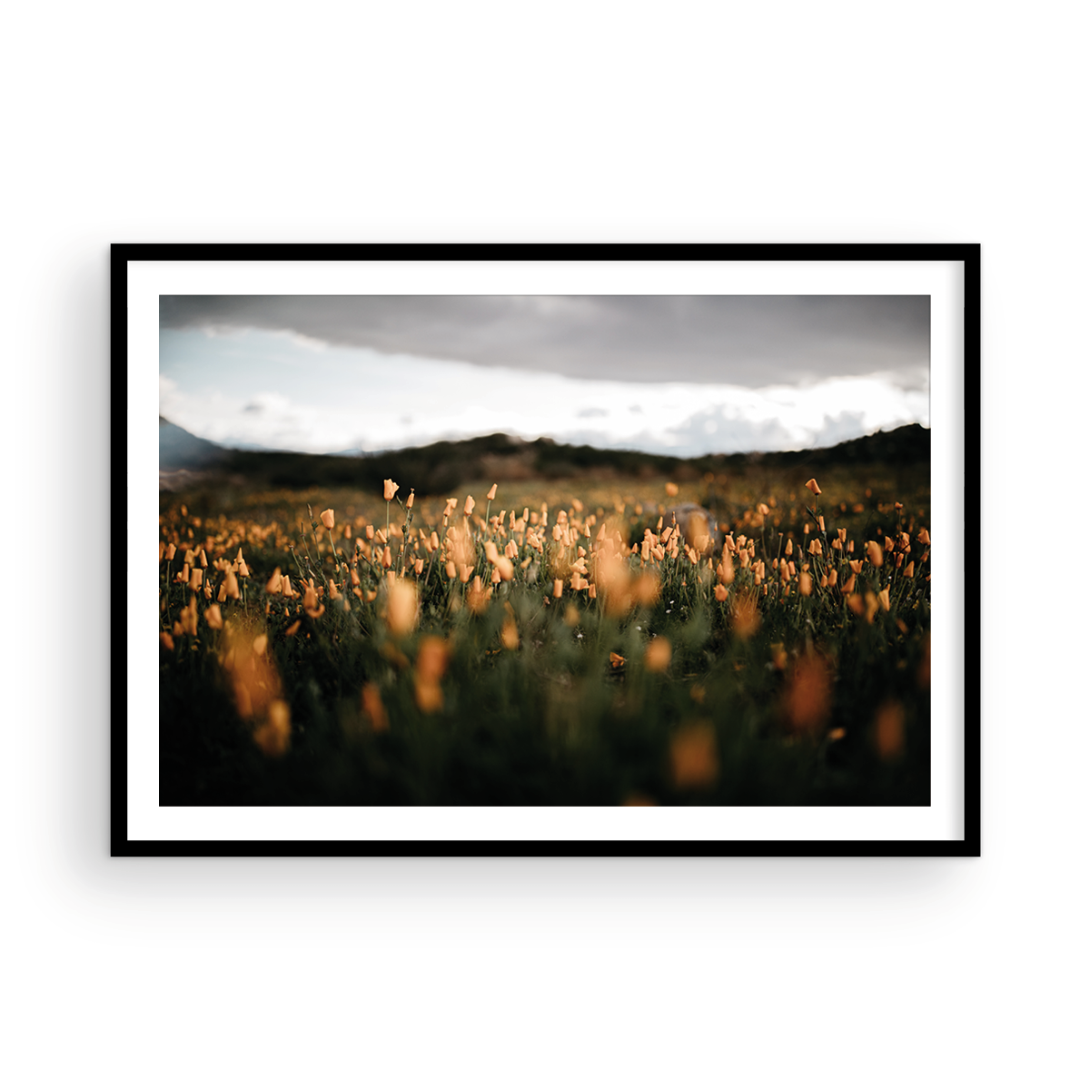 California Poppies, One
