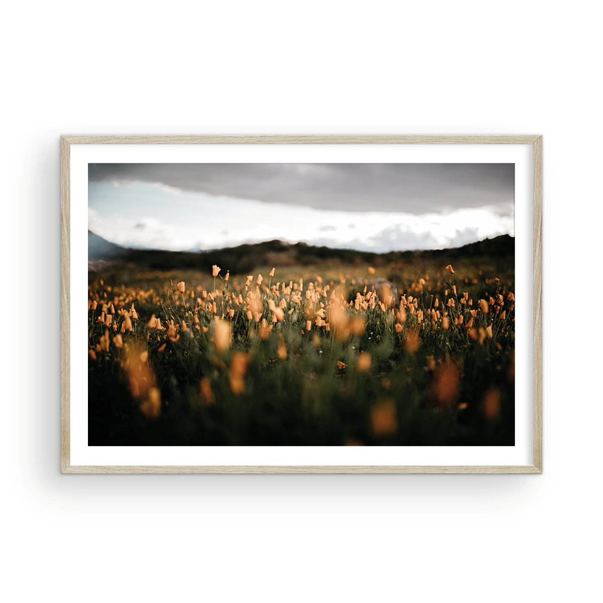 California Poppies, One