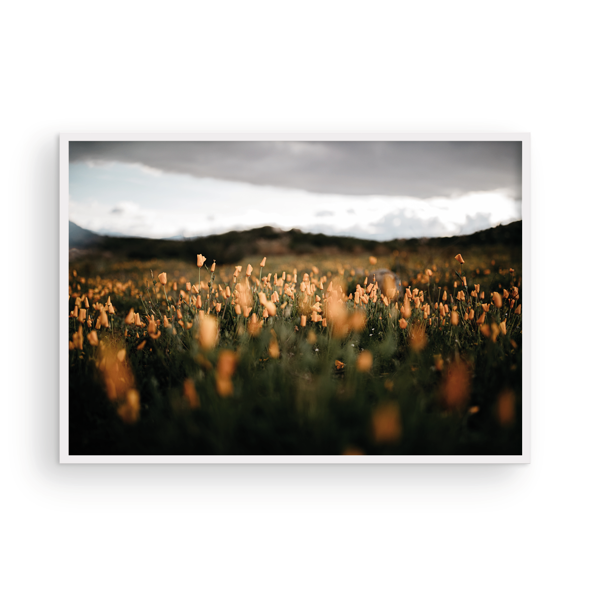 California Poppies, One