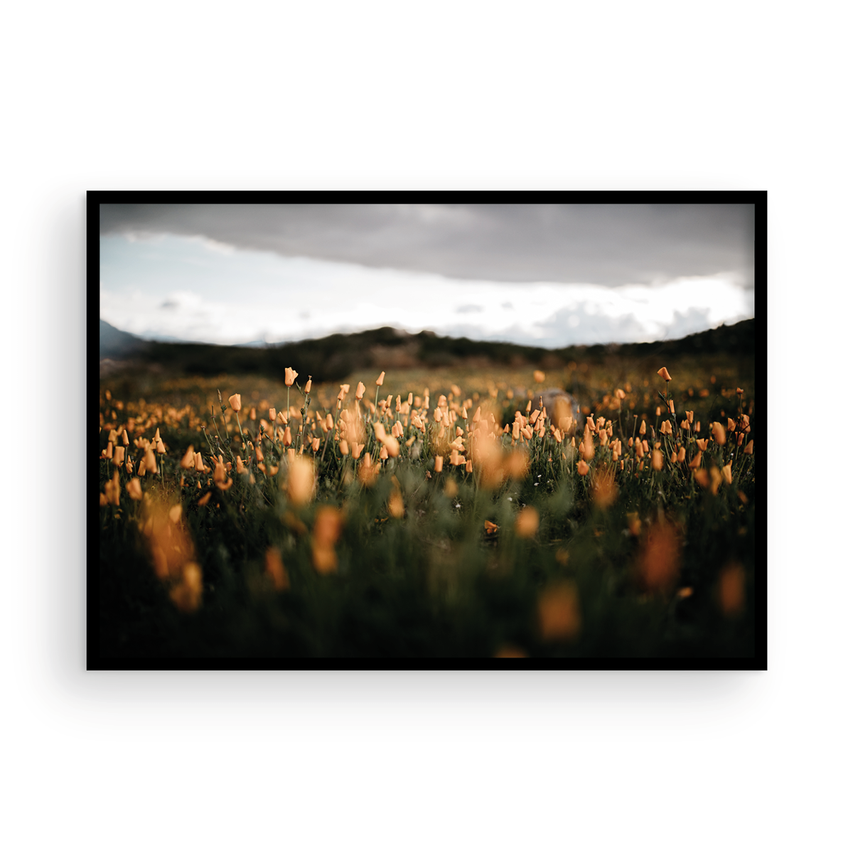 California Poppies, One