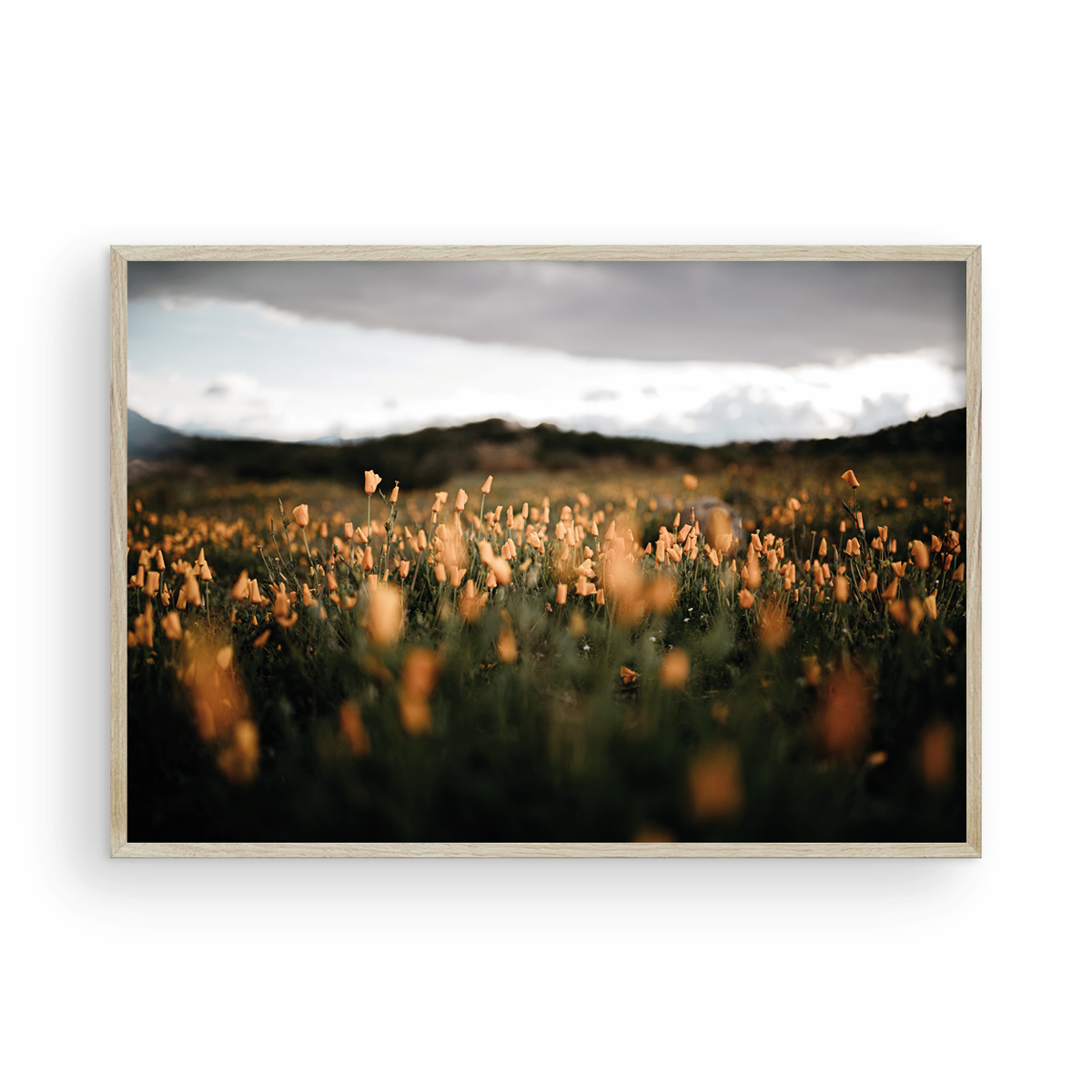 California Poppies, One