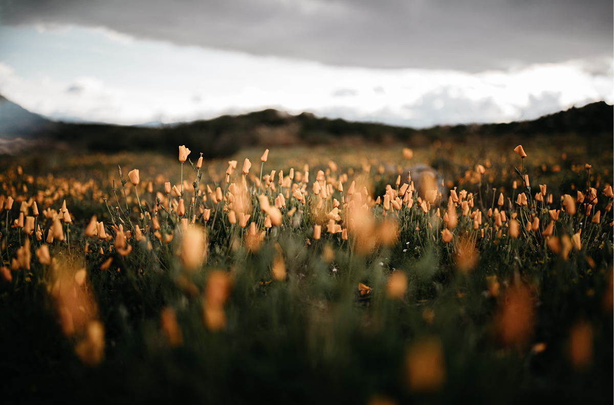 California Poppies, One