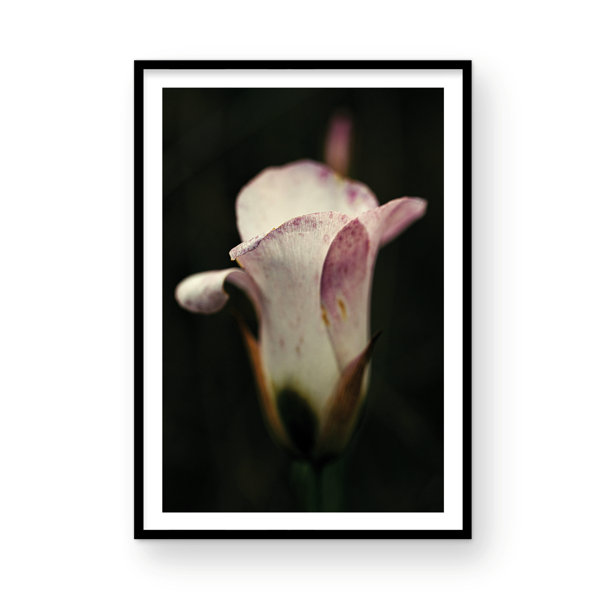 Caspers Wilderness, Five