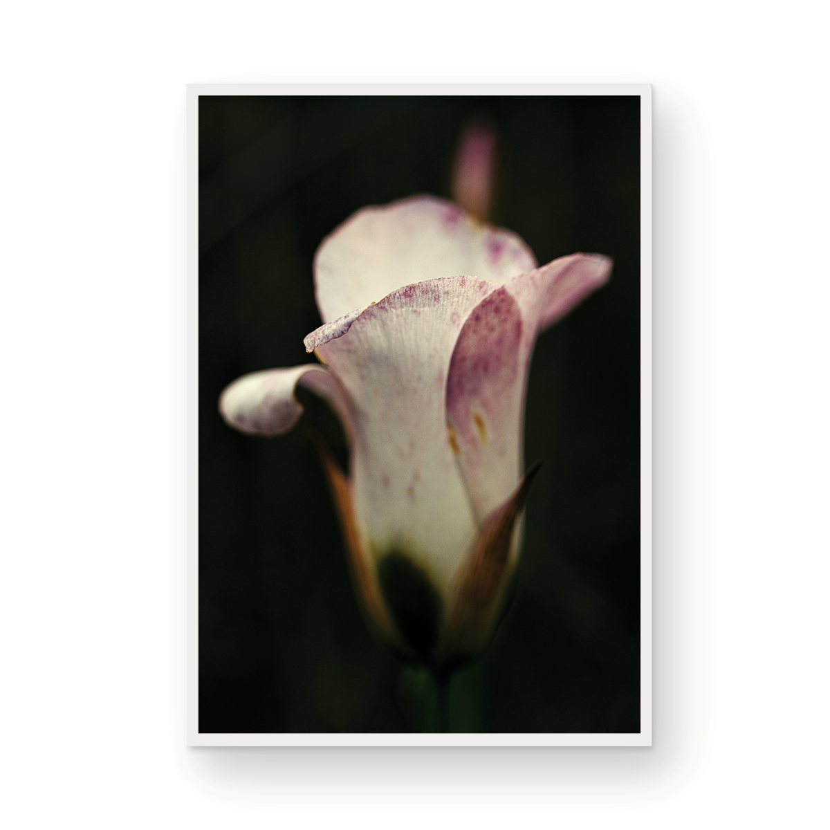 Caspers Wilderness, Five