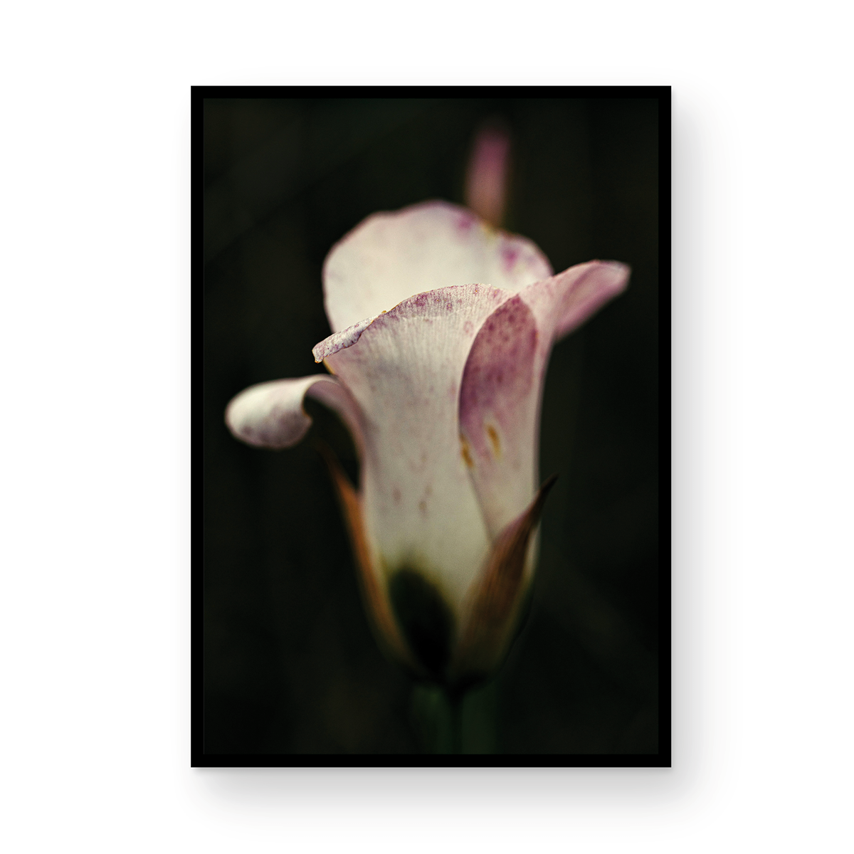 Caspers Wilderness, Five