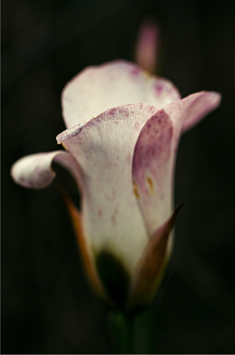 Caspers Wilderness, Five