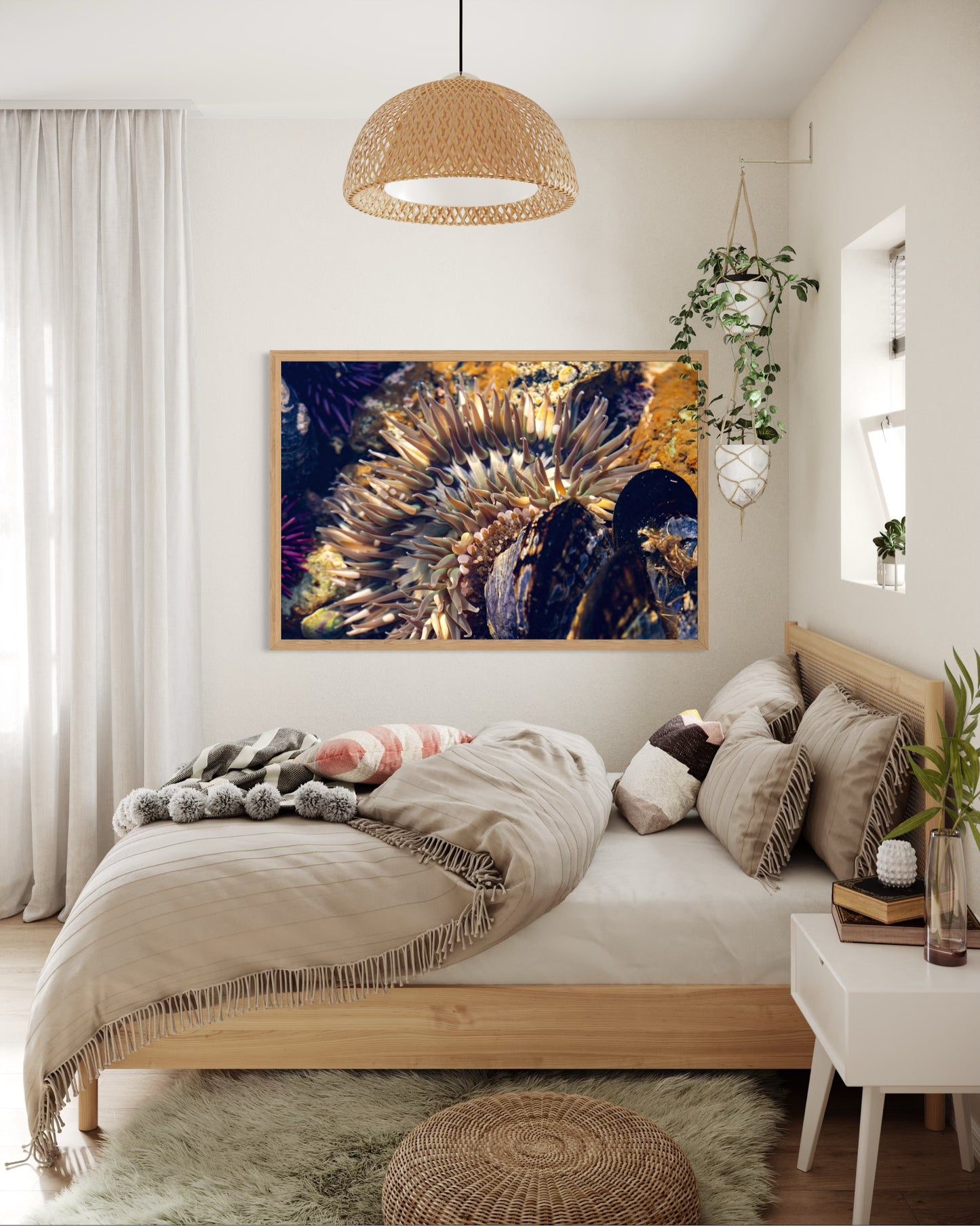 Anemone, Five