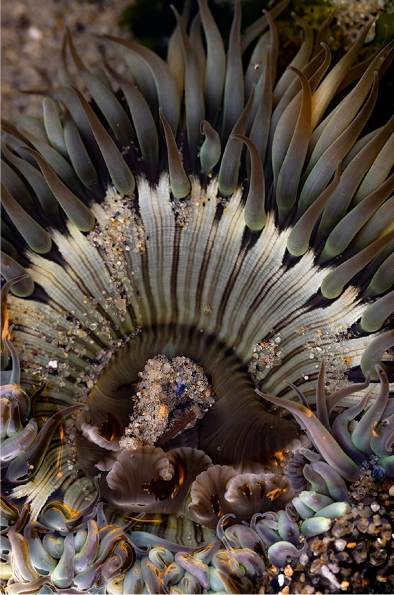 Anemone, Three