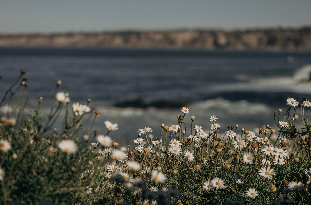 La Jolla Cove, Five