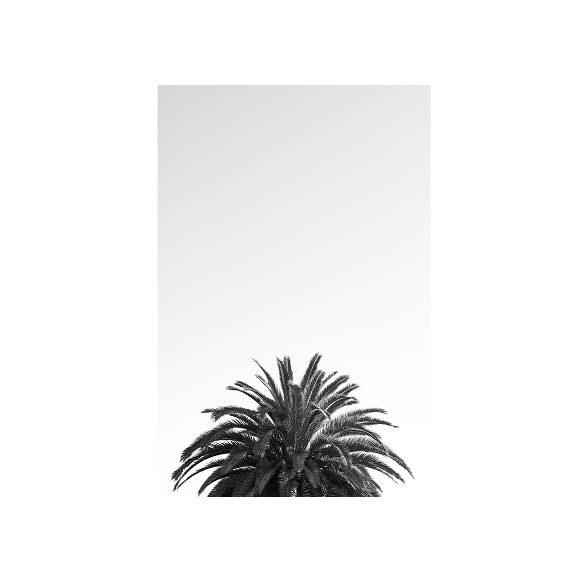 The Crown: Monochrome