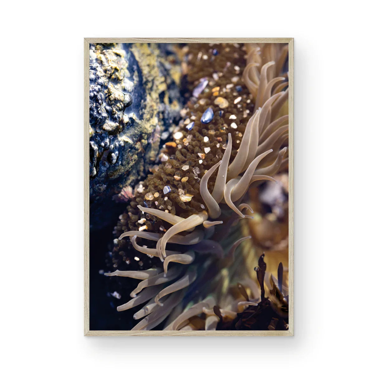 Anemone, One
