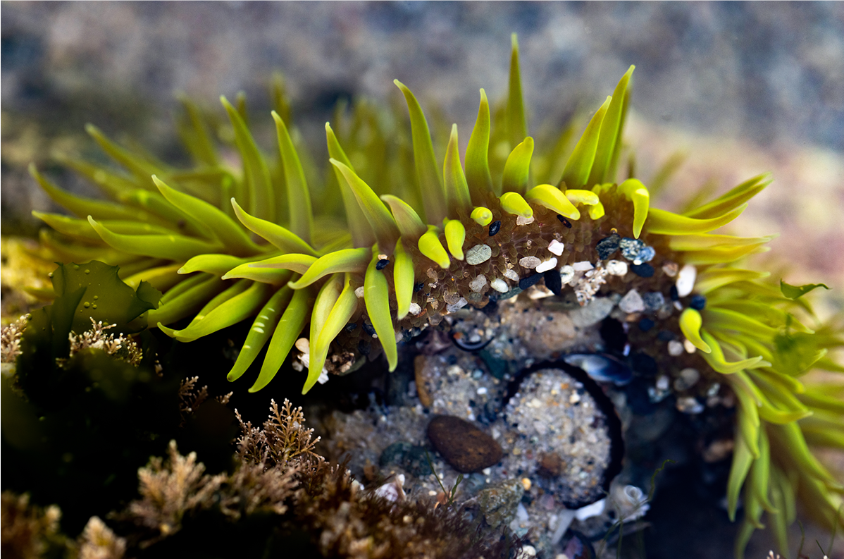 Anemone, Two