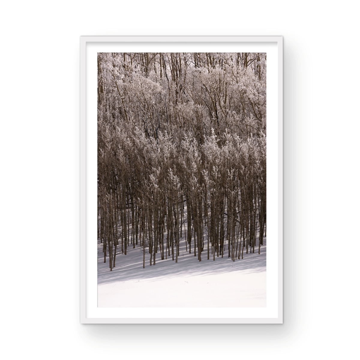 Dixie National Forest, Five