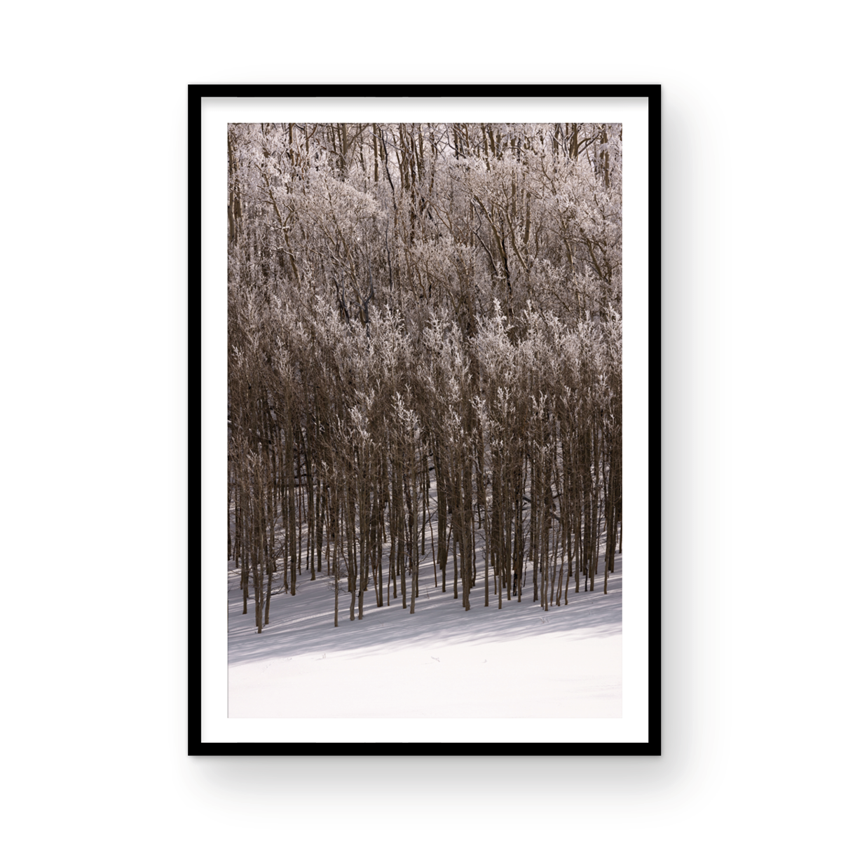 Dixie National Forest, Five