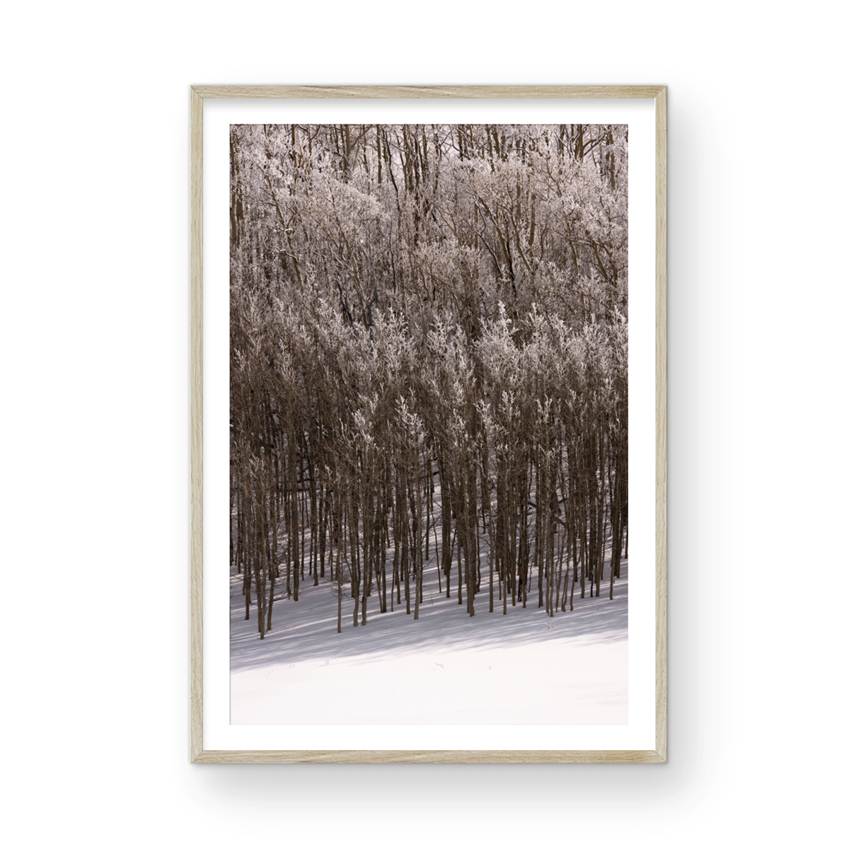 Dixie National Forest, Five