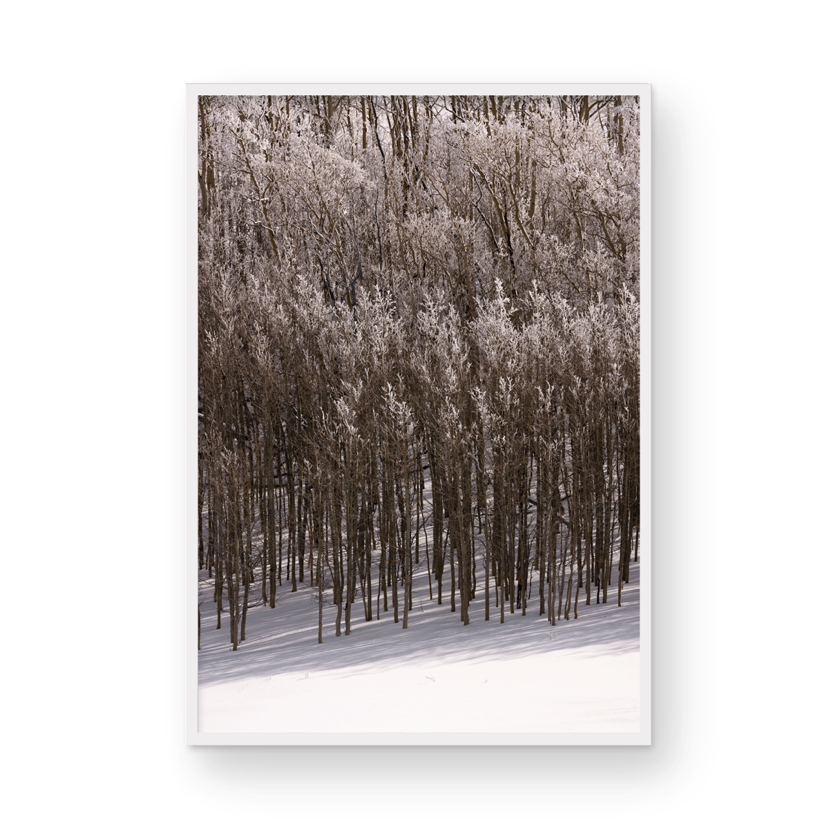 Dixie National Forest, Five