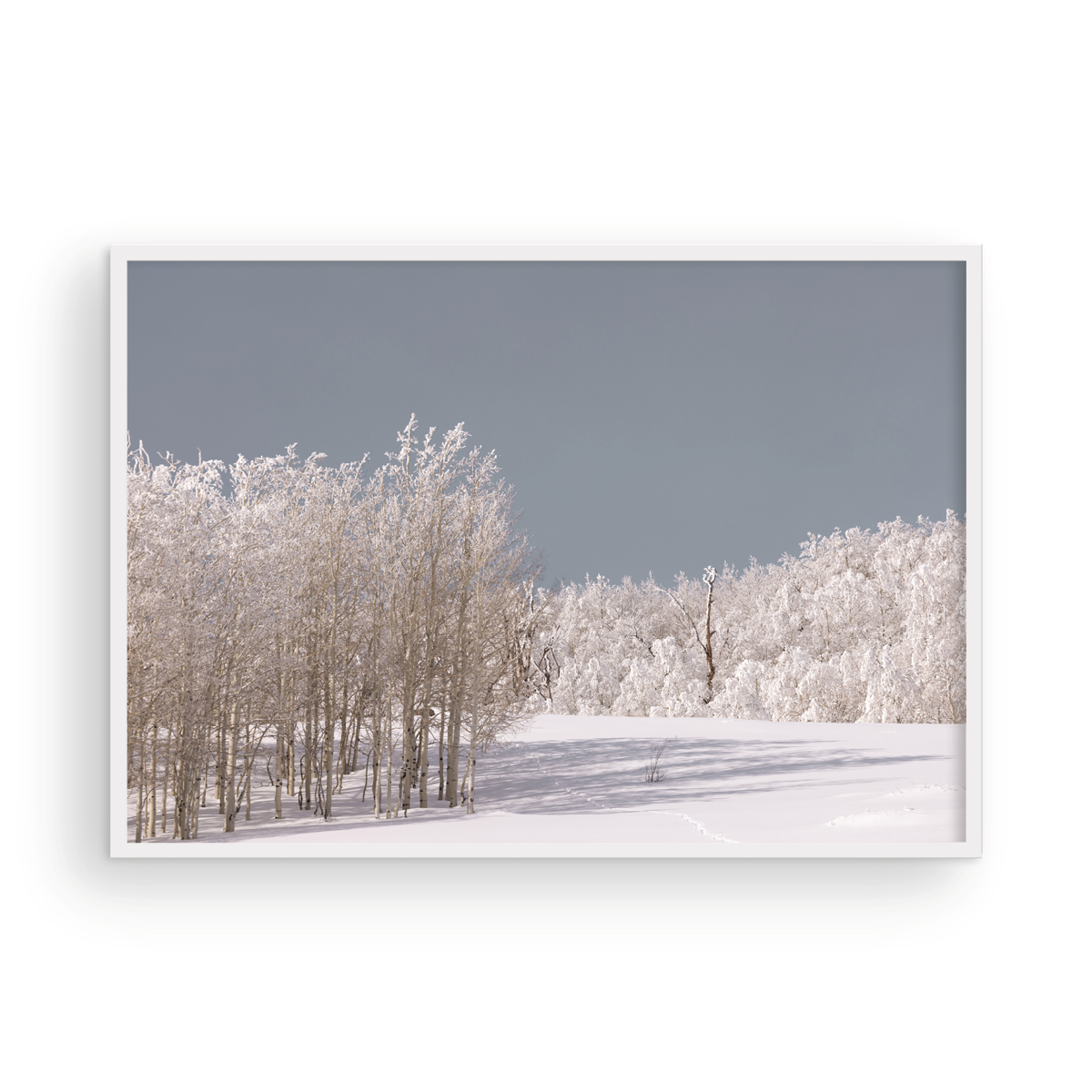 Dixie National Forest, One