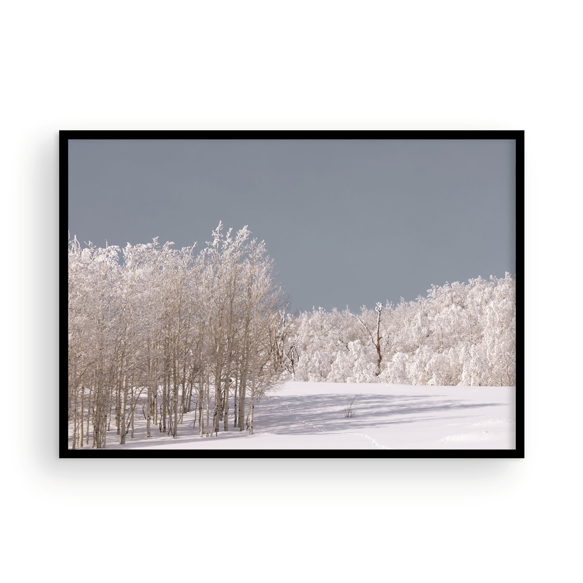 Dixie National Forest, One