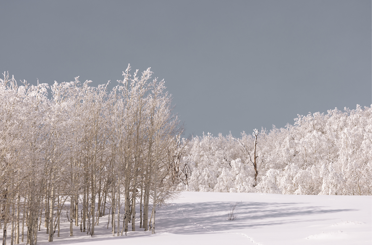 Dixie National Forest, One