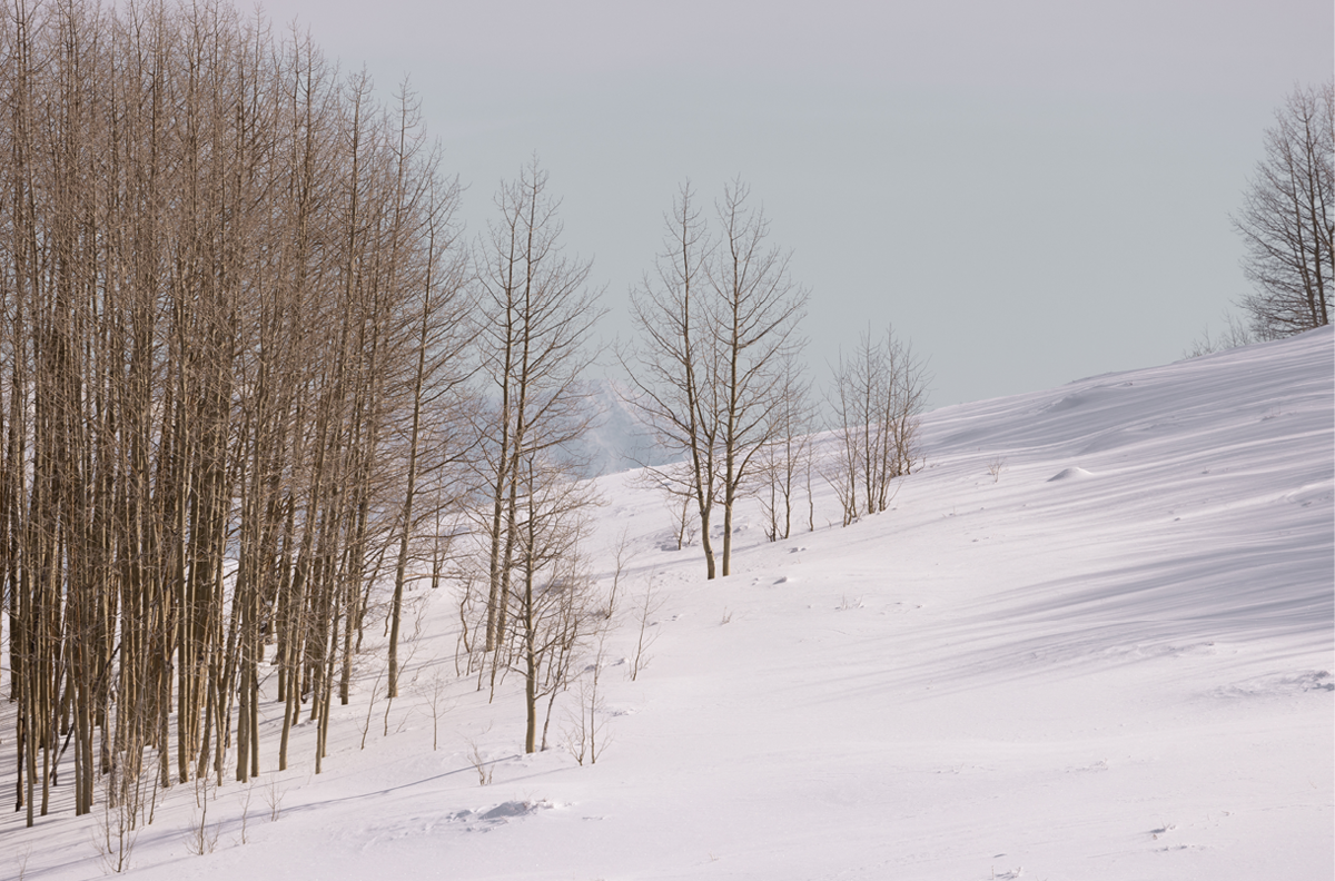 Dixie National Forest, Three