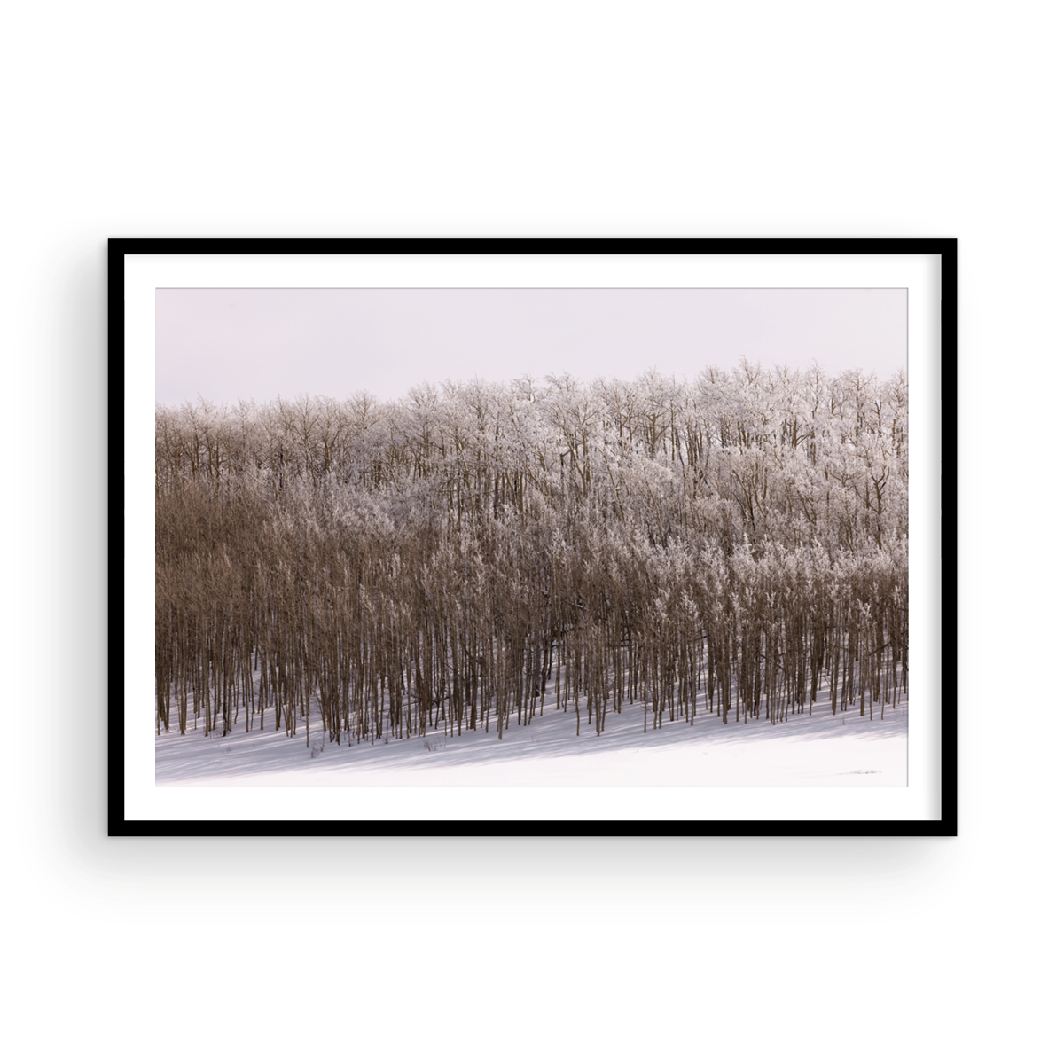 Dixie National Forest, Four