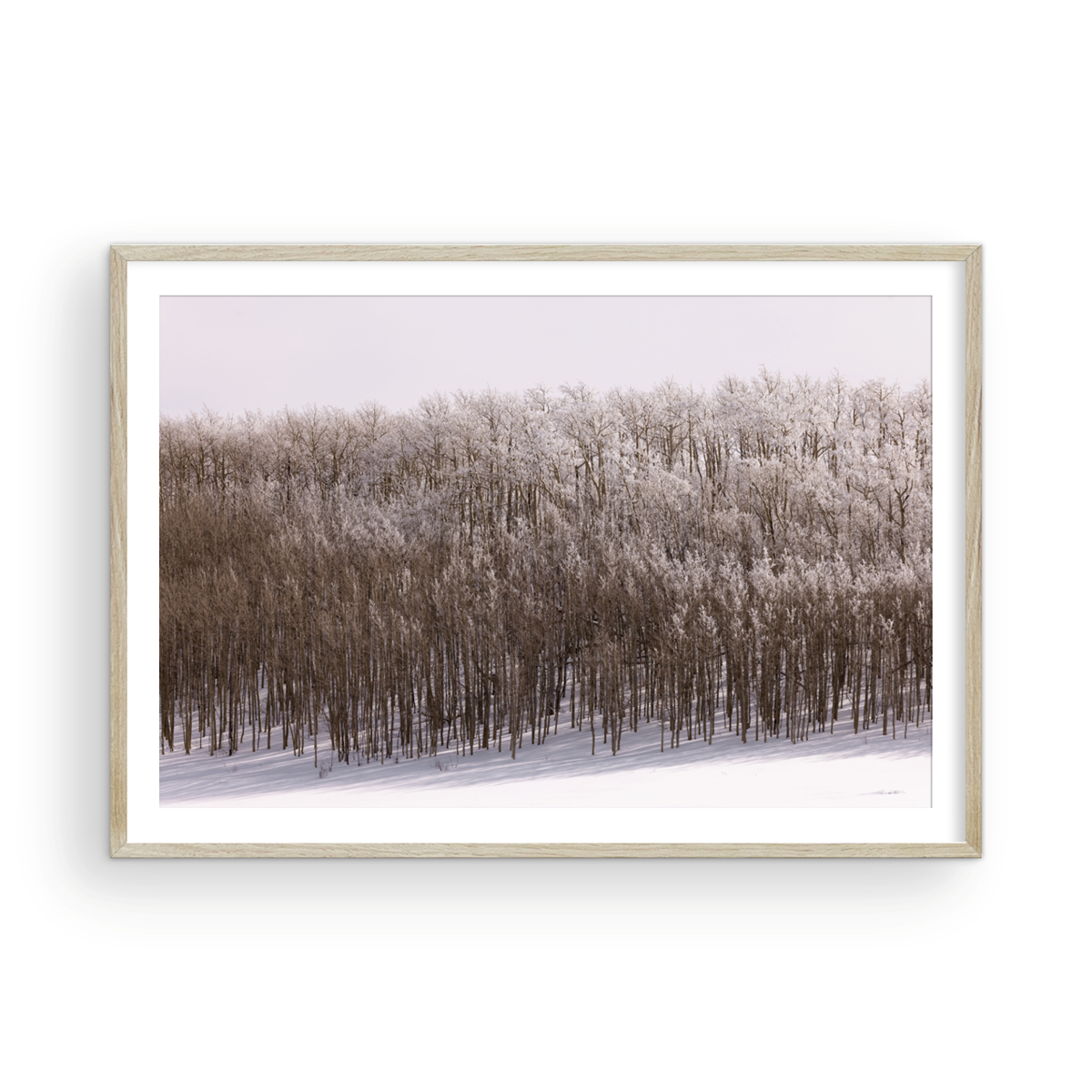 Dixie National Forest, Four
