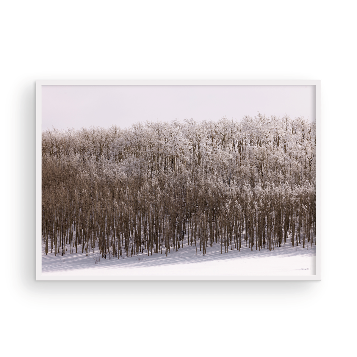 Dixie National Forest, Four