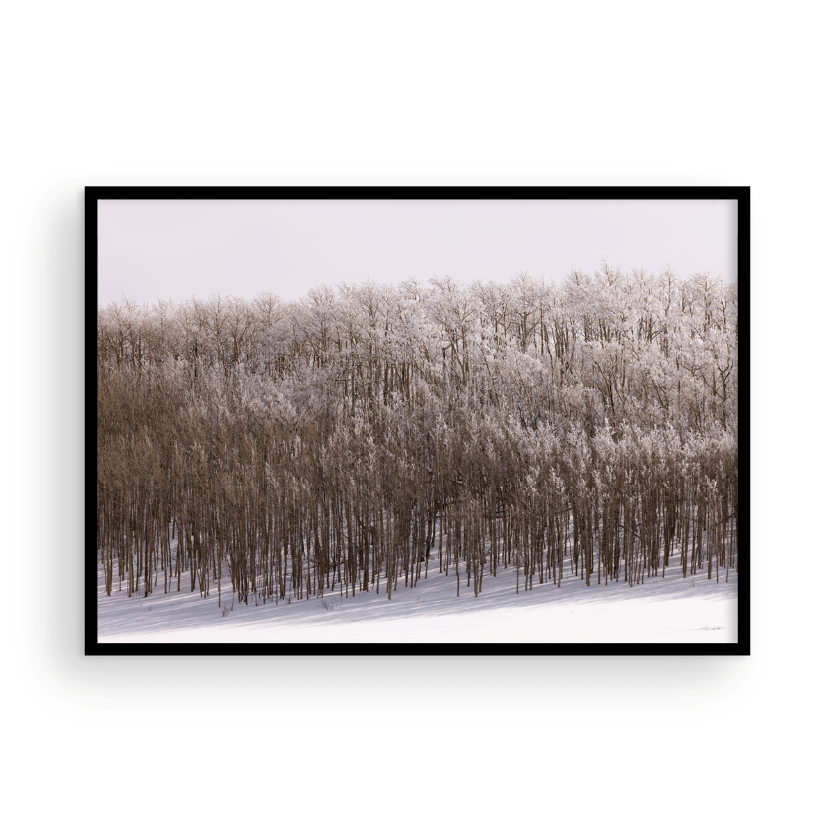Dixie National Forest, Four
