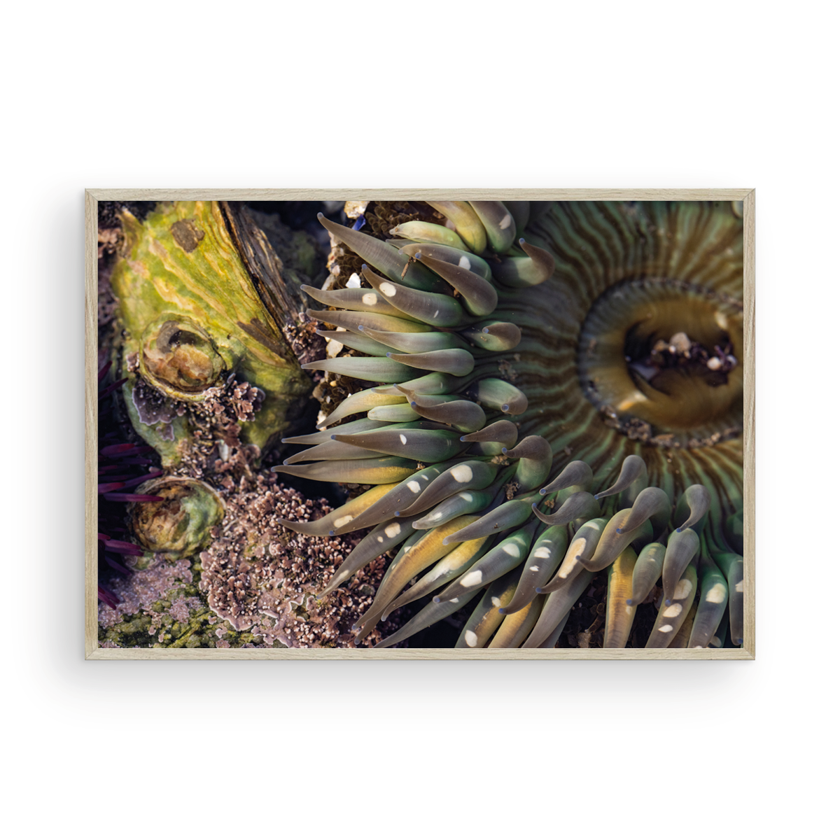 Anemone, Four