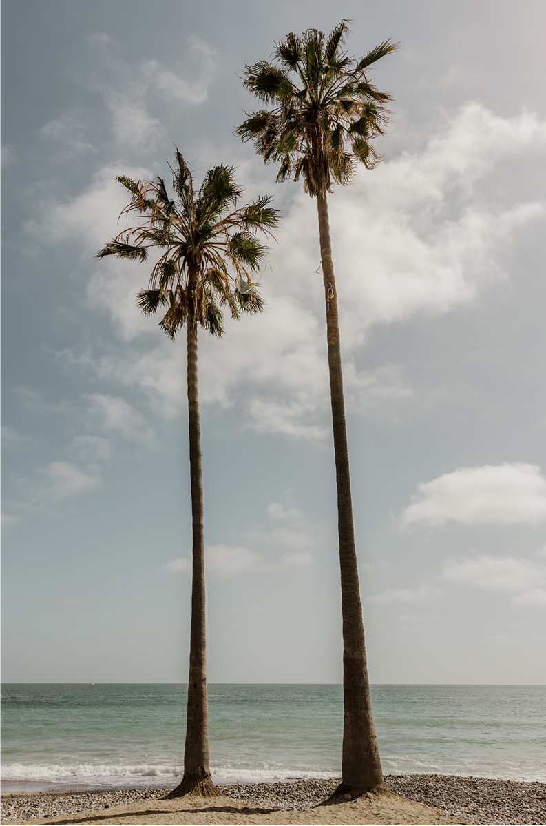 Sibling Palms, Two