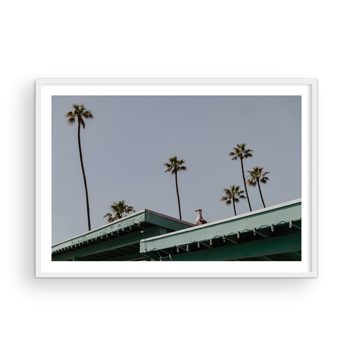 Catalina, Nine