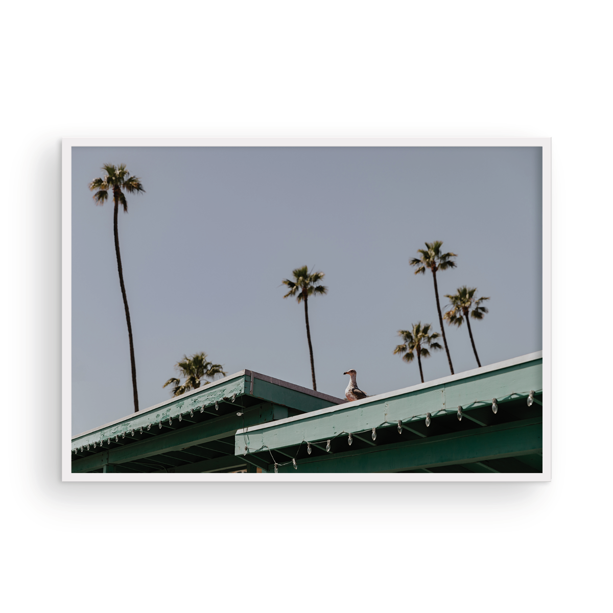 Catalina, Nine