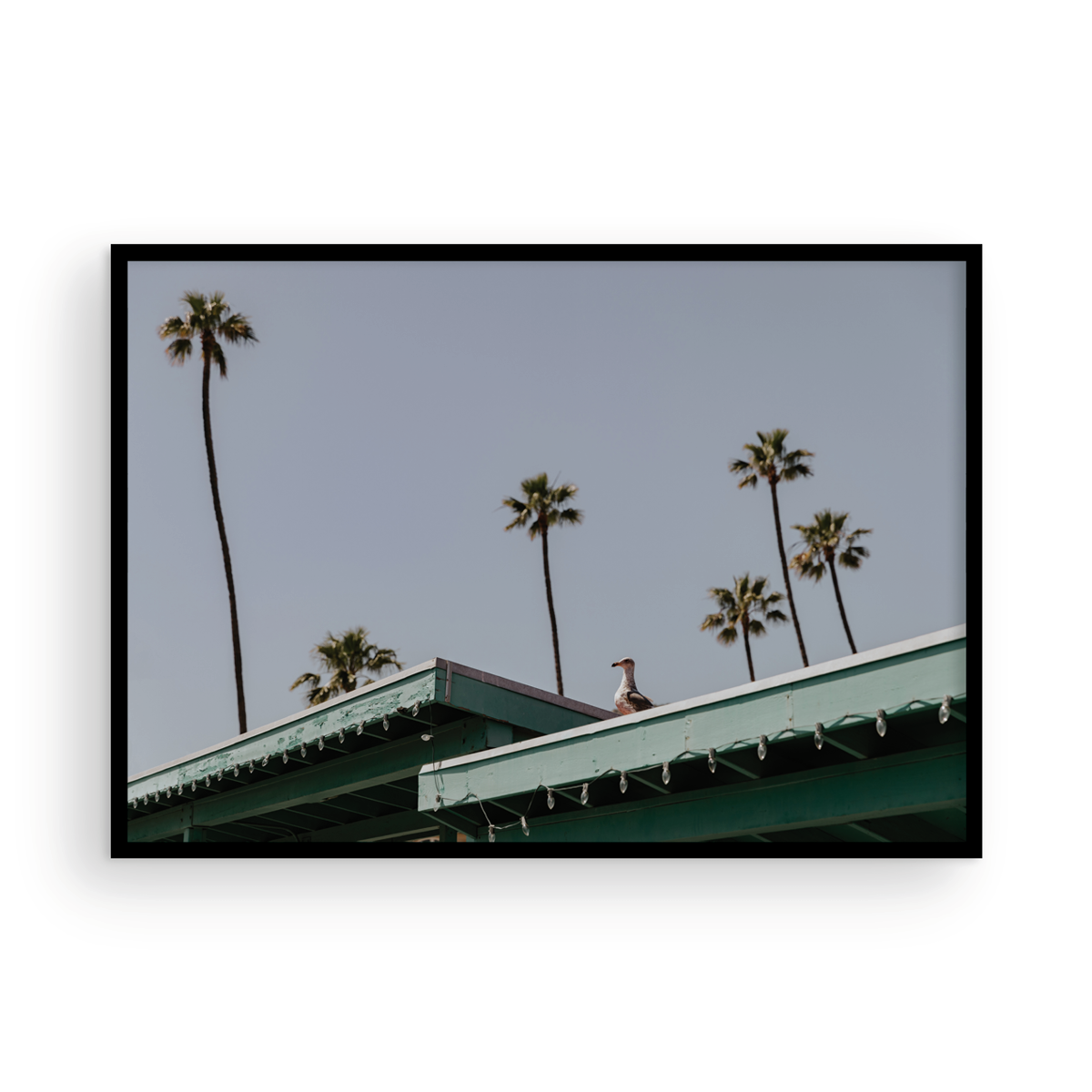 Catalina, Nine
