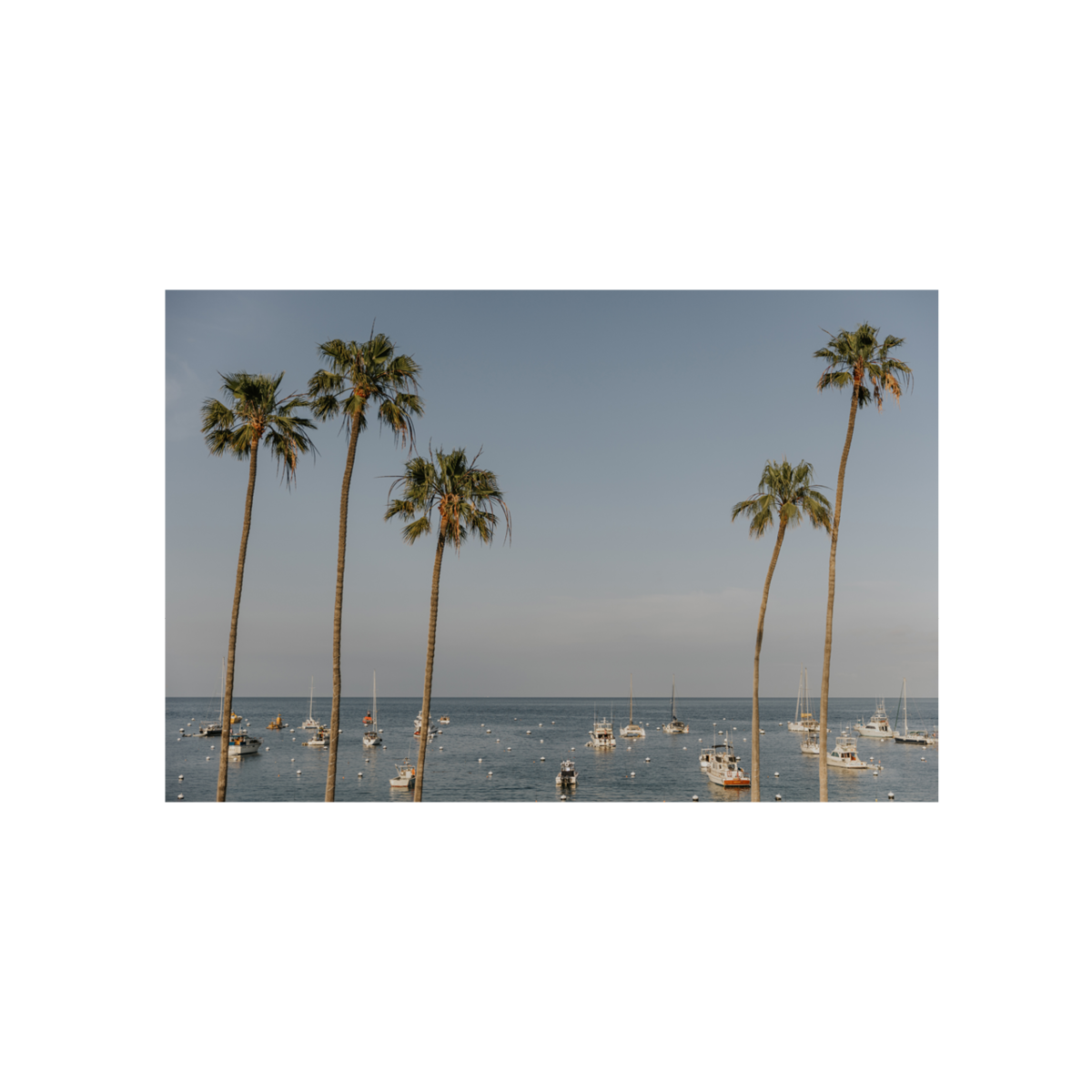 Catalina, One